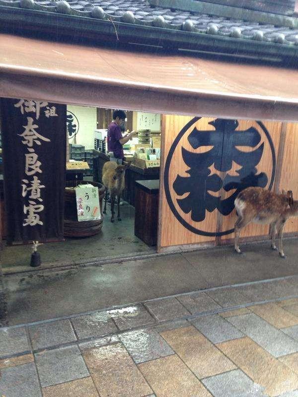 女生被日本小鹿意外戳伤腿，神秘小店治愈之旅揭秘