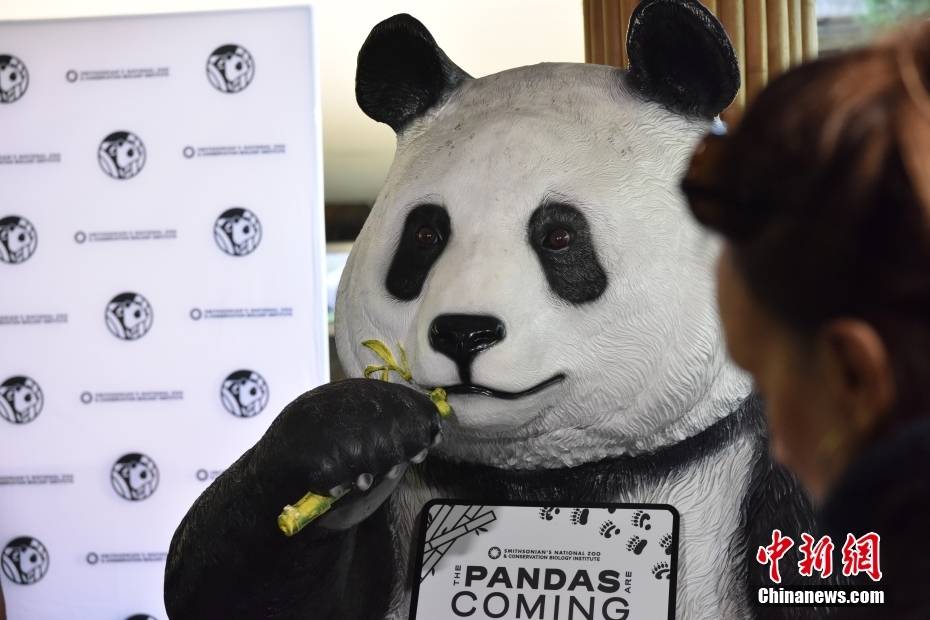 美国首都华盛顿热烈迎接熊猫抵达