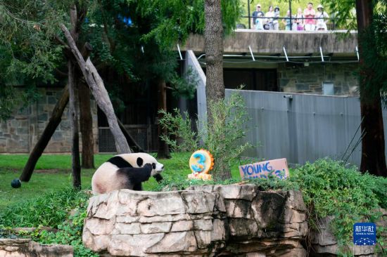 美国首都华盛顿热烈迎接熊猫抵达