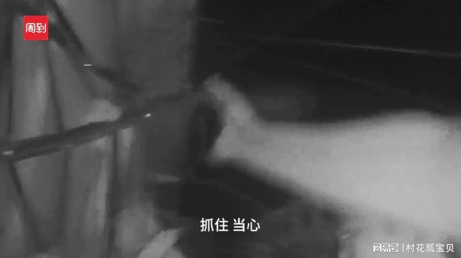 数字时代的隐私危机，网上寻尸现象揭示的隐私泄露风险与应对策略