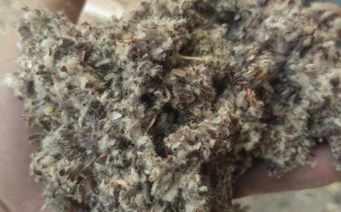 棉籽壳最新价格及小巷特色小店探秘
