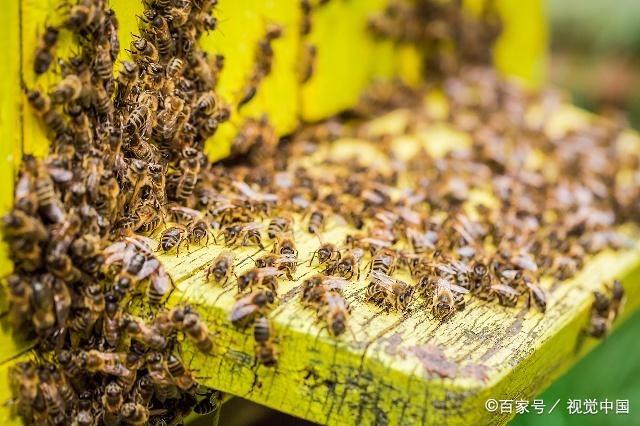 最新分蜂法的探索与实践